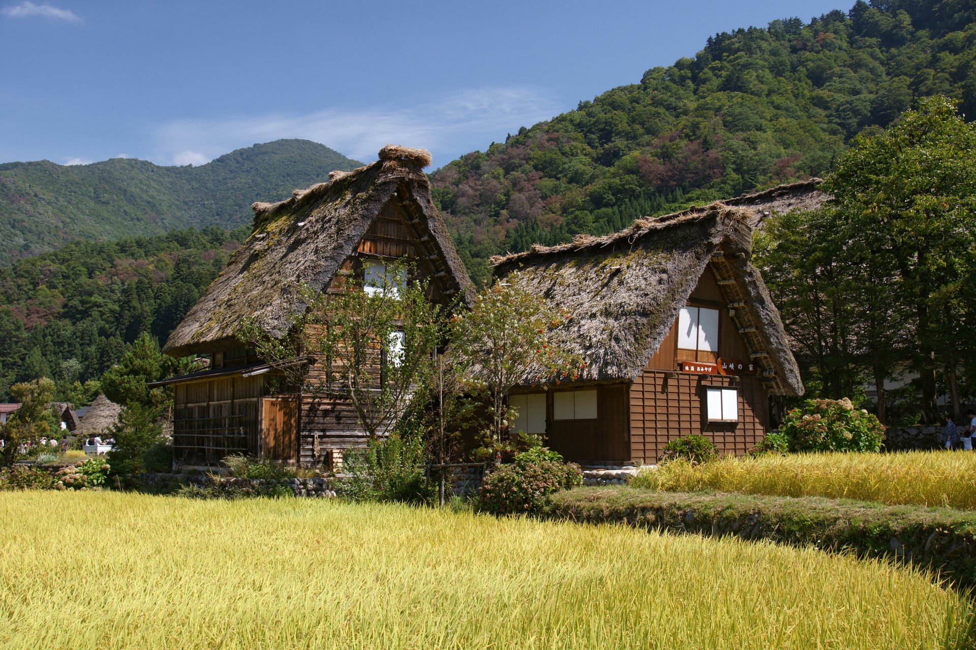 白川郷の合掌造りと緑の田んぼ — 夏の日本